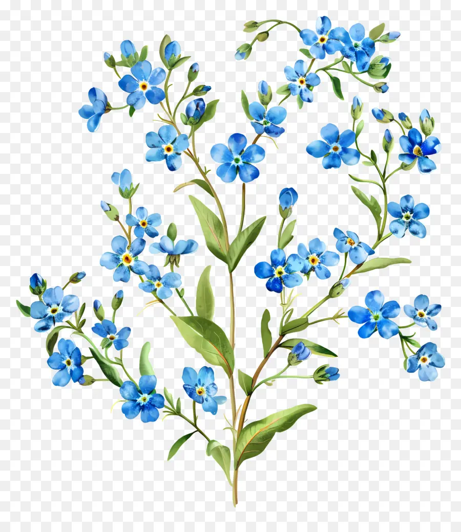 Ne M'oubliez Pas，Fleurs Bleues PNG