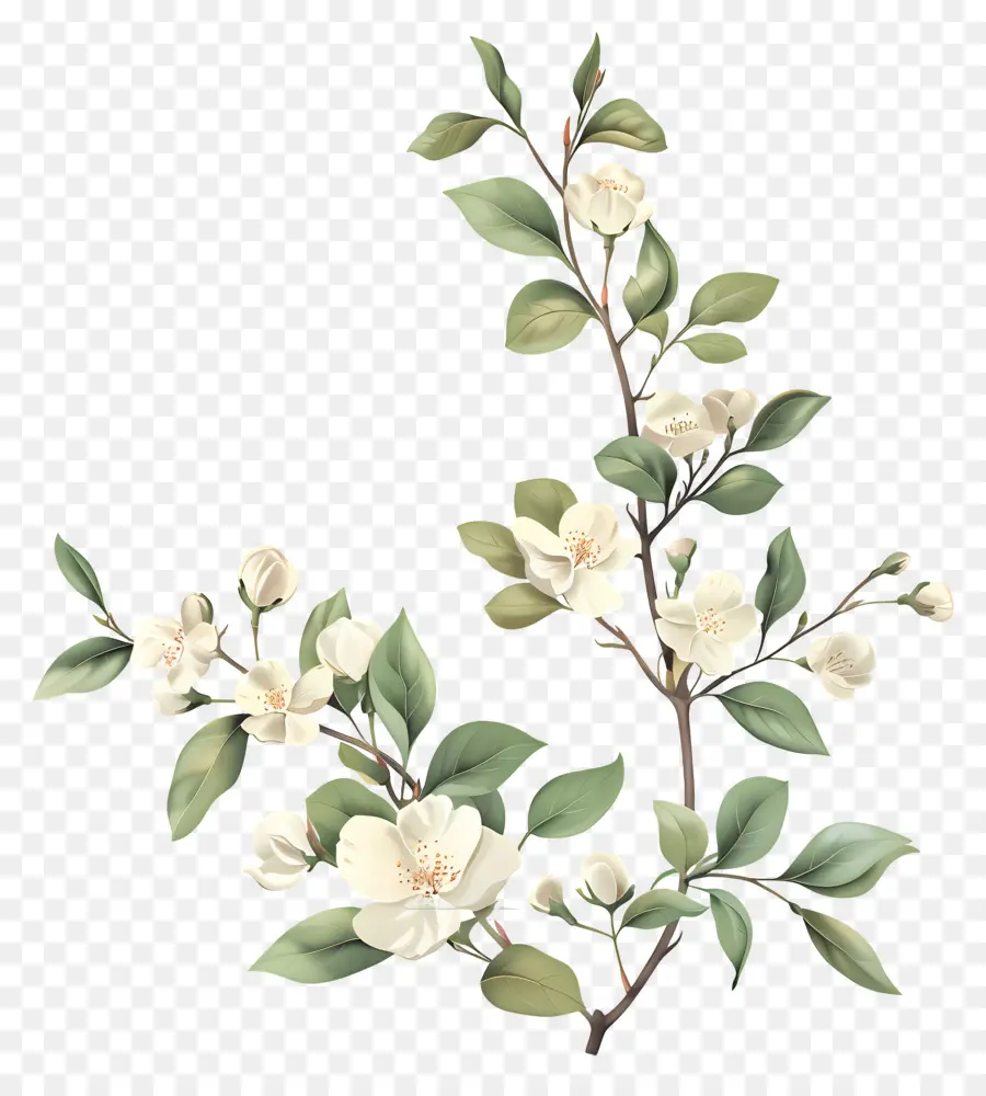 Crème De Fleurs，Branche En Fleurs PNG