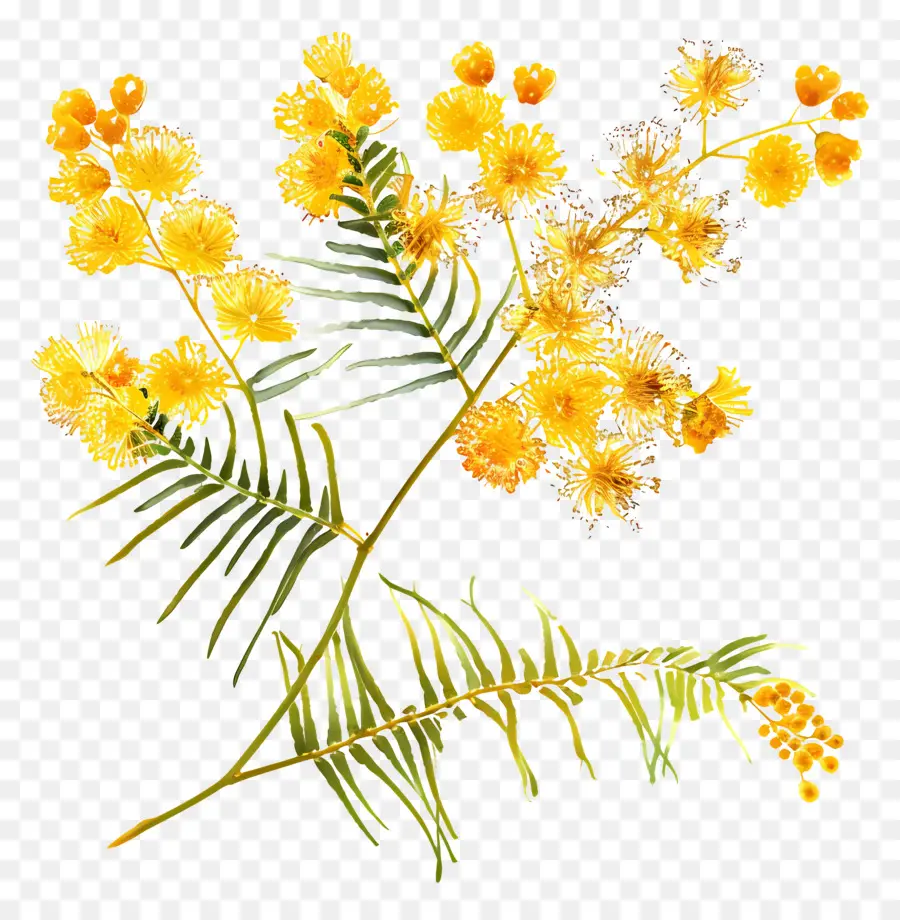 Mimosa Fleur，Fleurs Jaunes PNG