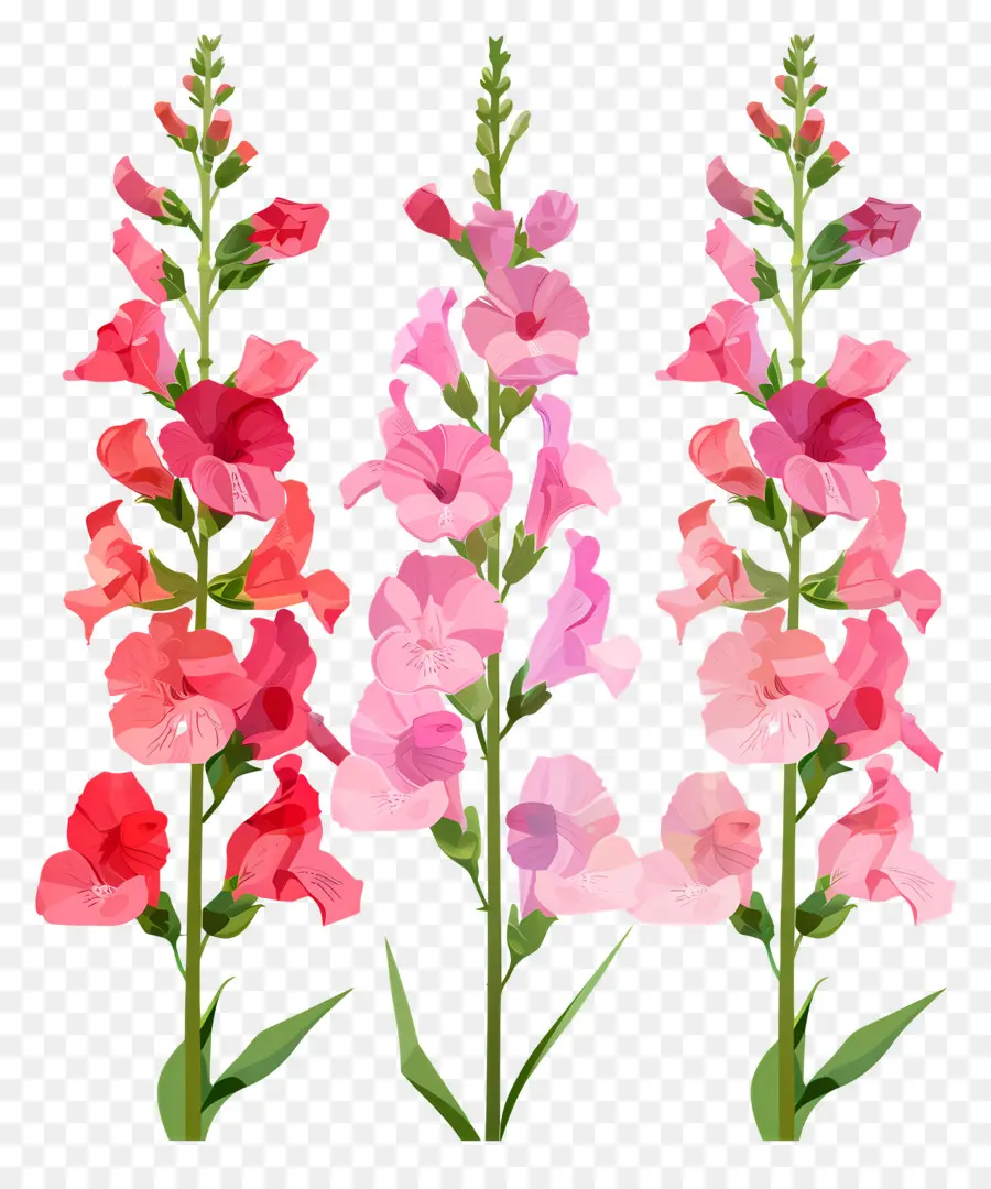 Fleurs Snapdragon，Fleurs Colorées PNG