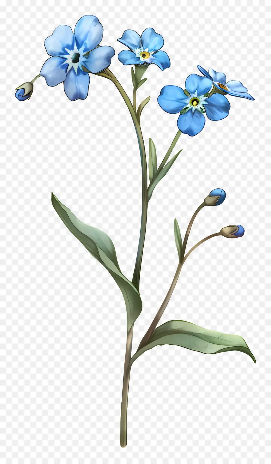 Ne M'oublie Pas，Fleurs Bleues PNG