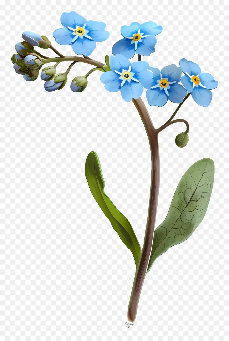 Ne M'oublie Pas，Fleurs Bleues PNG