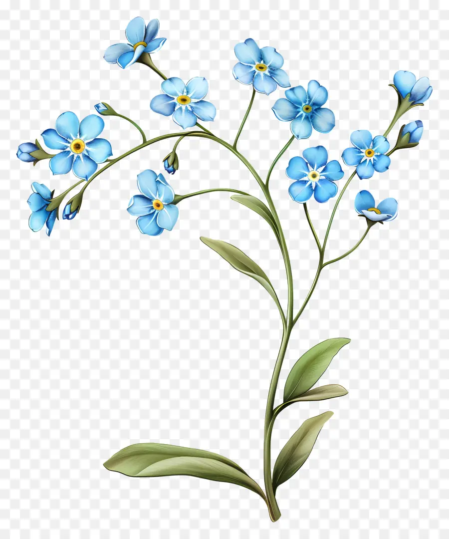 Ne M'oubliez Pas，Fleurs Bleues PNG