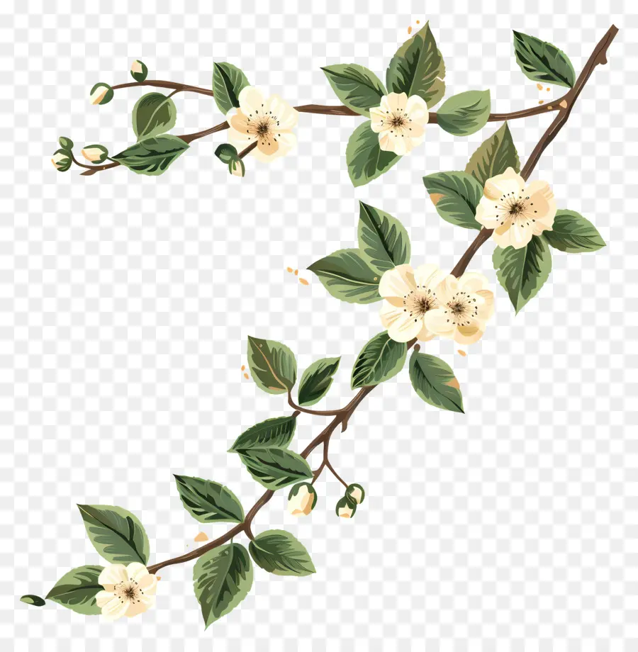 Fleurs Crème，Branche De Fleurs PNG