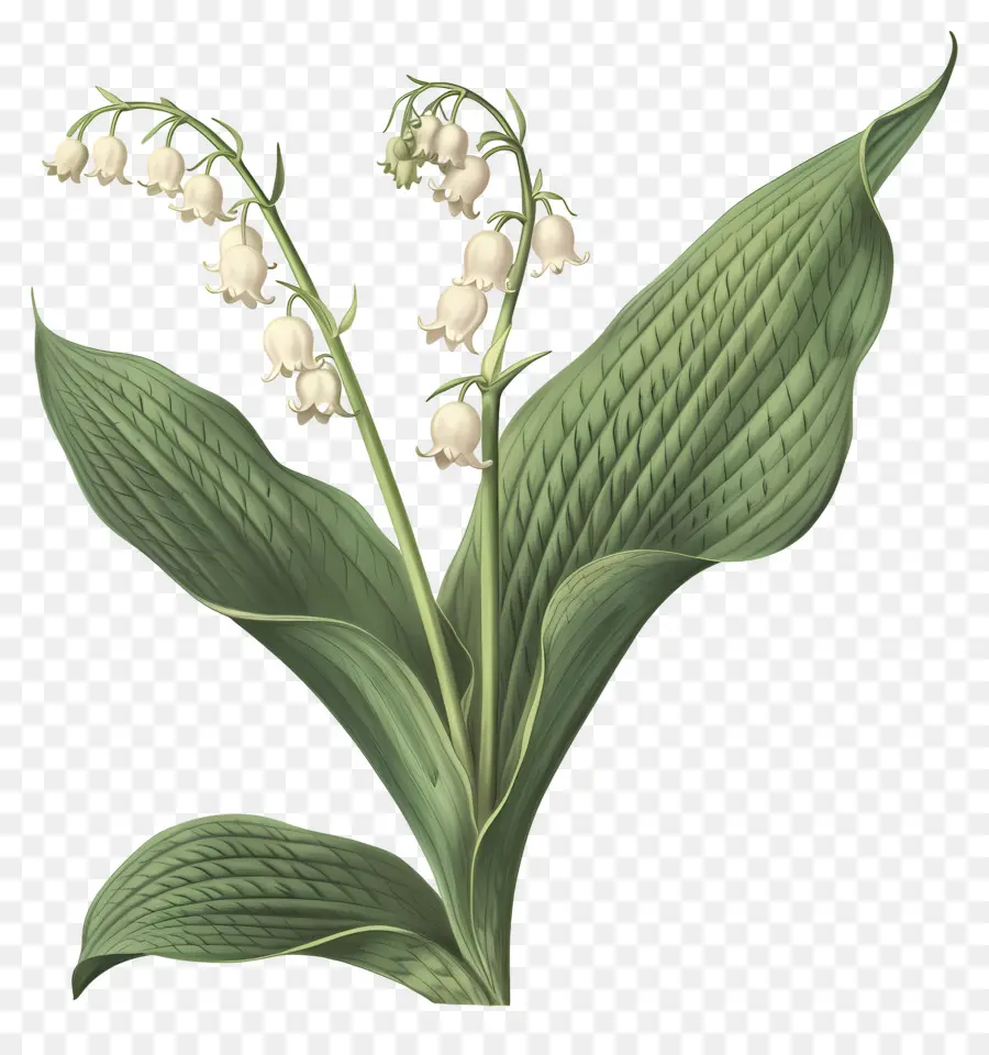 Muguet，Vert PNG