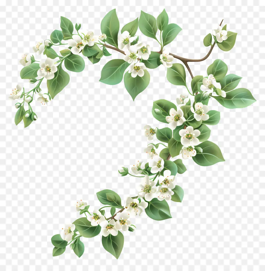 Alyssum Doux，Branche Fleurie PNG