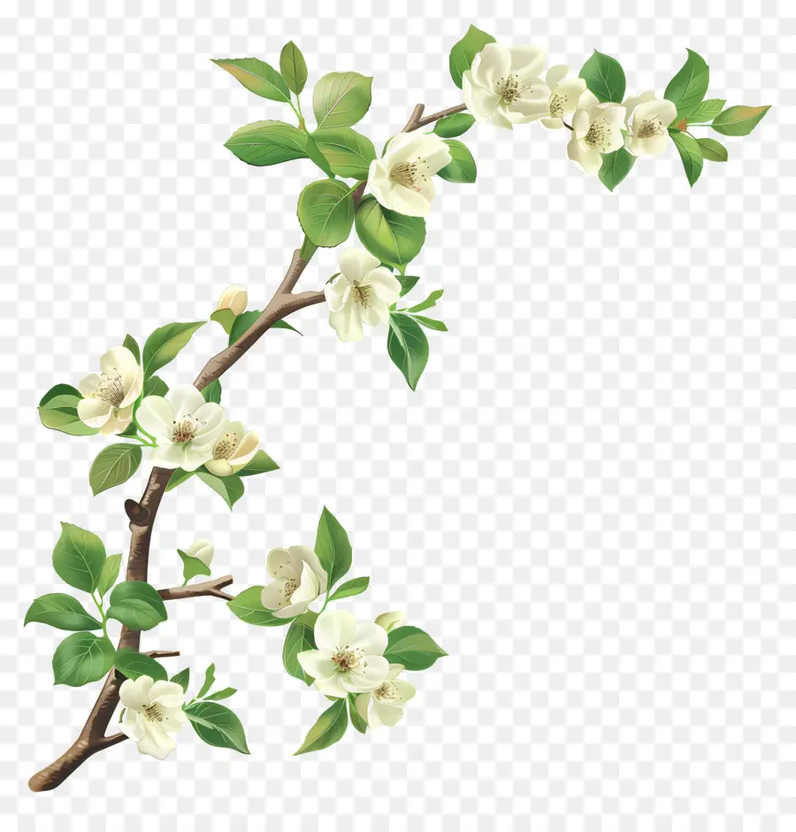 Fleurs Crème，Branche à Fleurs Blanches PNG