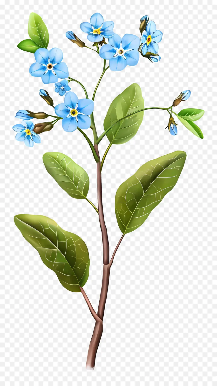 Ne M'oubliez Pas，Fleur Bleue PNG