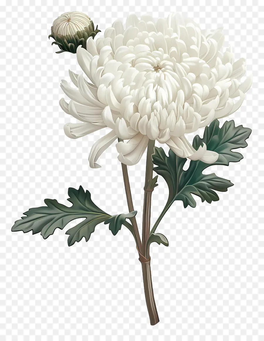 Blanc, Chrysanthème，Fleur Blanche PNG