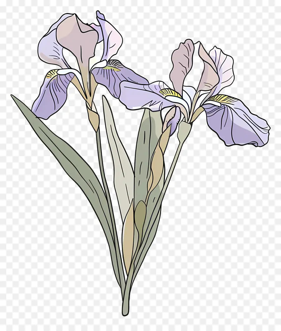 Iris Fleur，Fleur PNG