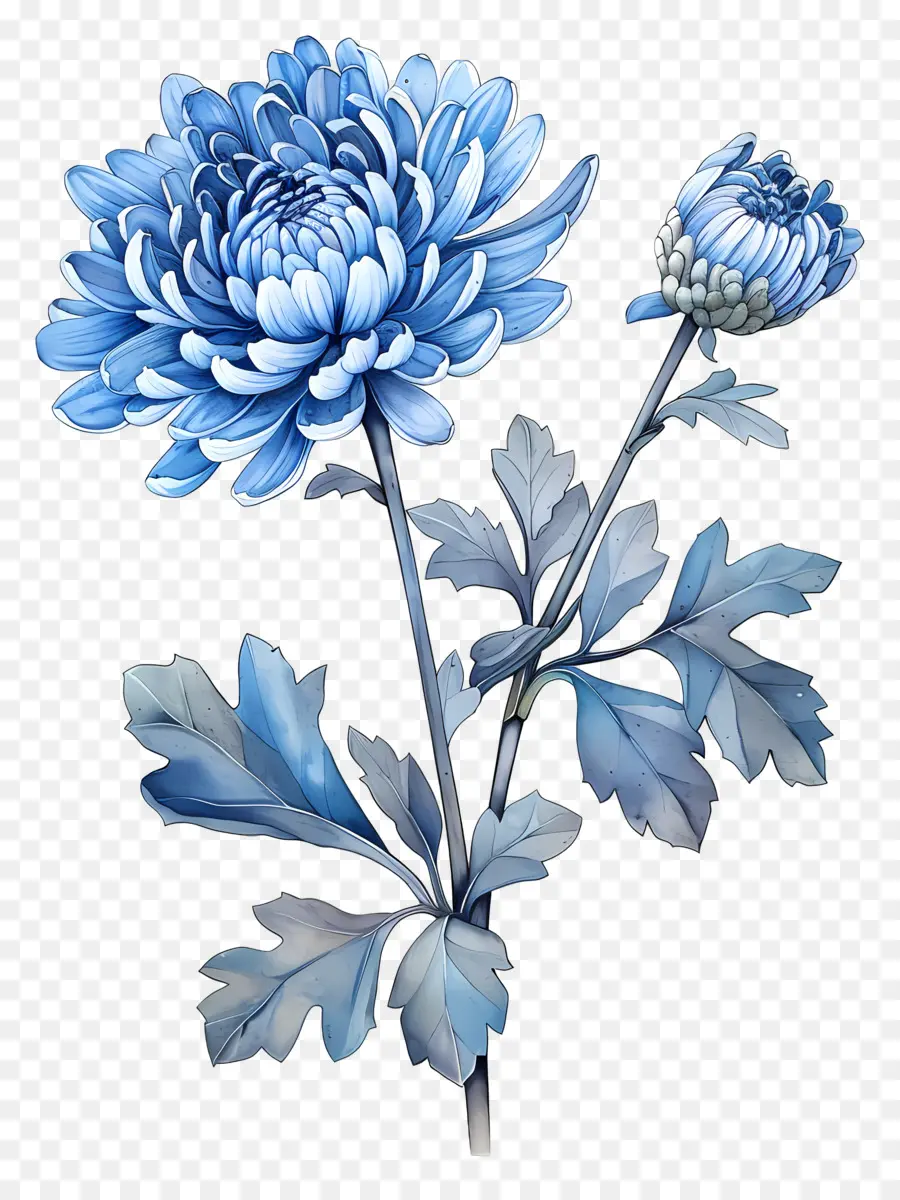 Bleu Chrysanthème，Tige PNG