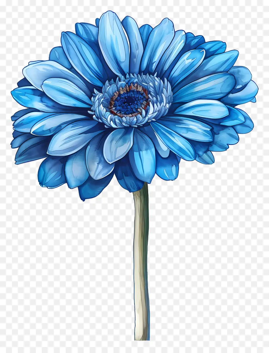 Gerbera Bleu，Fleur Bleue PNG