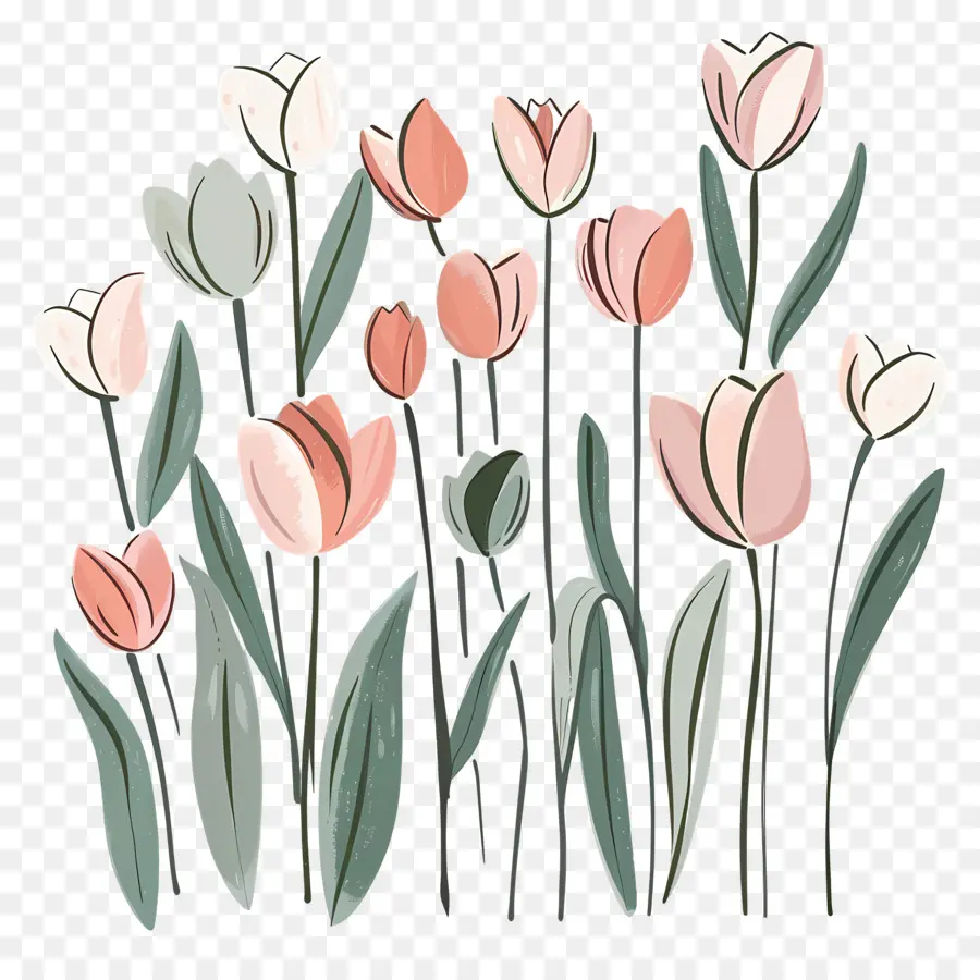 Tulipes Roses，Tulipes Rouges Et Violettes PNG