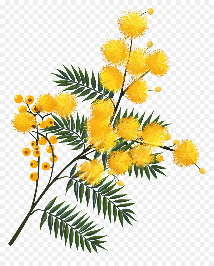 Mimosa Fleur，Fleurs Jaunes PNG