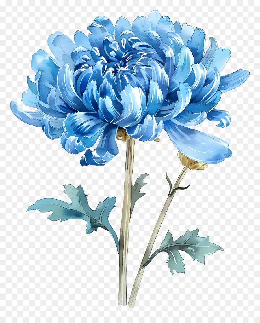 Bleu Chrysanthème，Fleur Bleue PNG