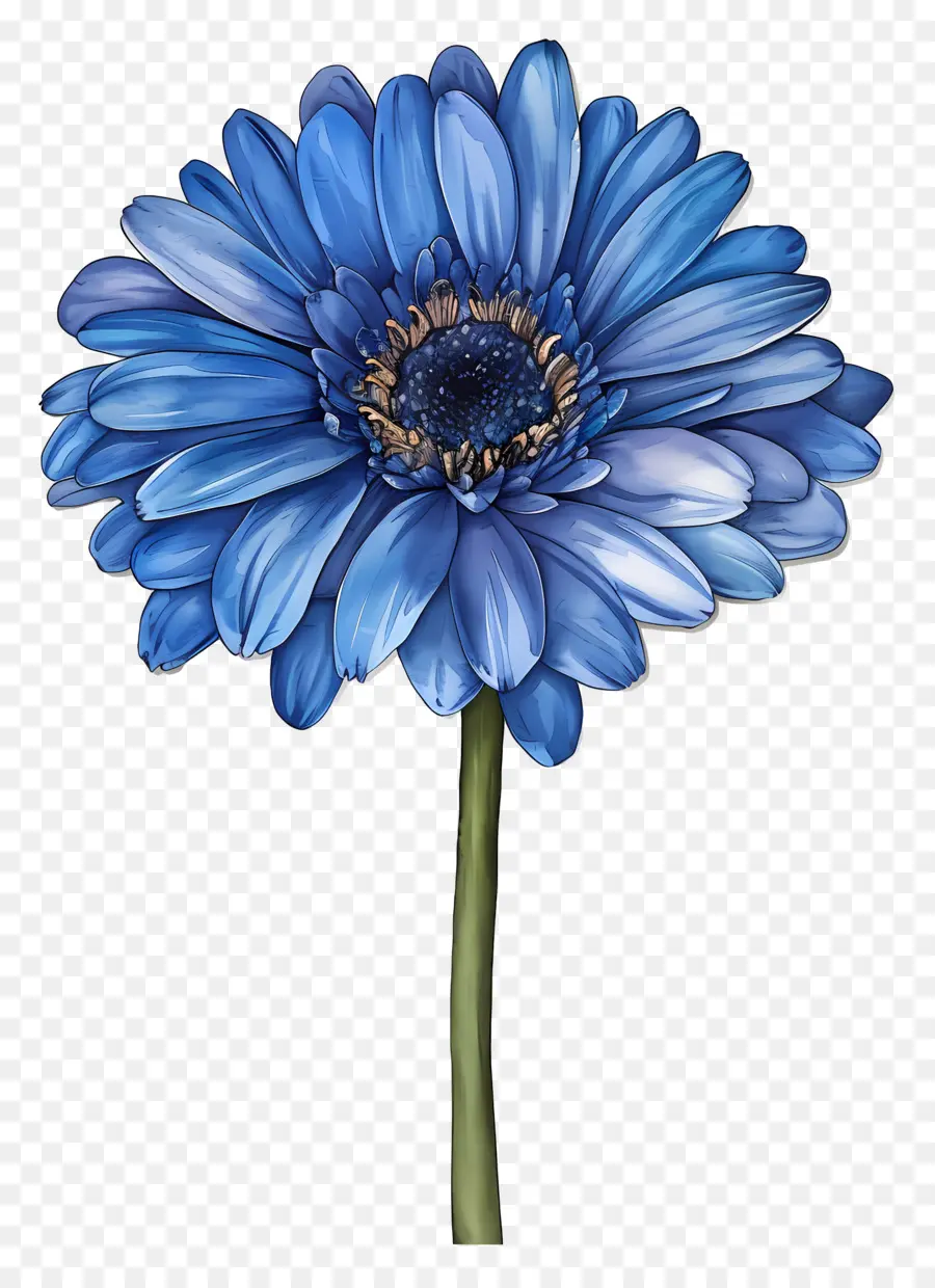 Gerbera Bleu，Fleur Bleue PNG