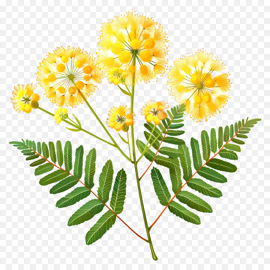 Mimosa Fleur，Fleurs Jaunes PNG