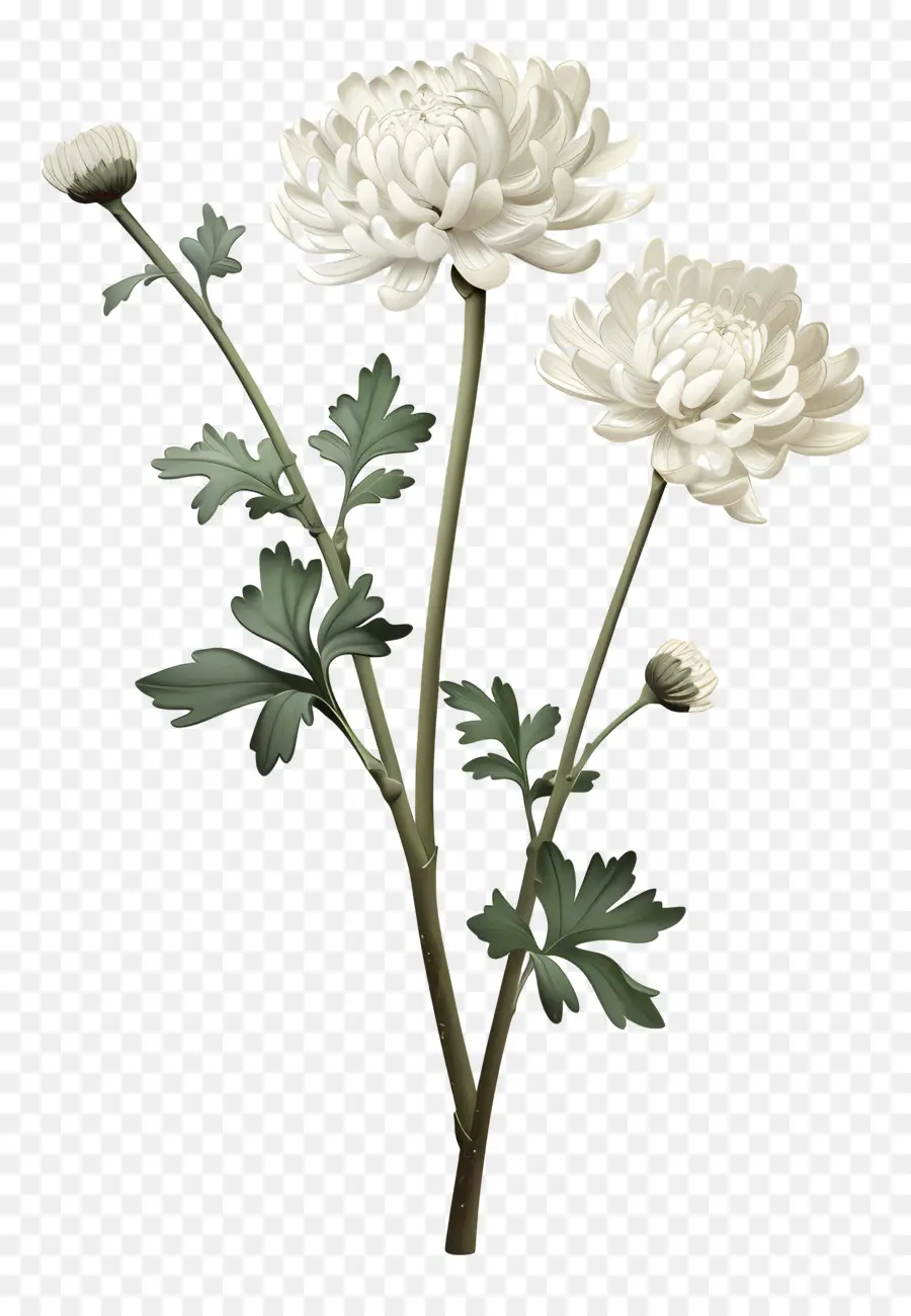 Chrysanthème Blanc，Chrysanthème PNG