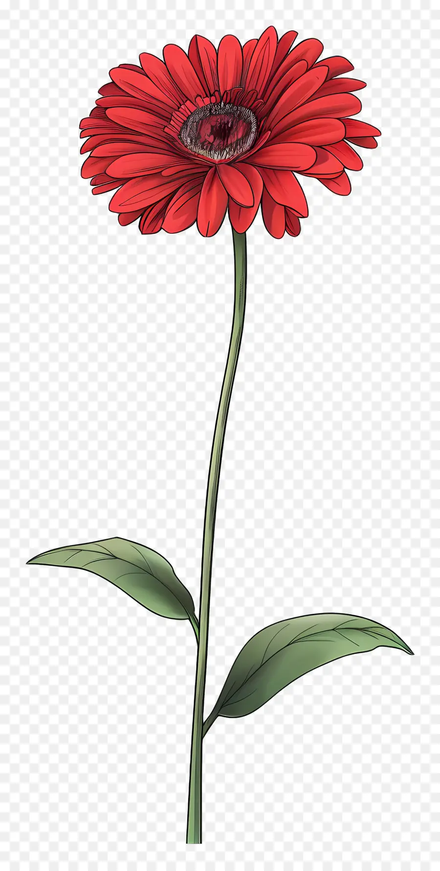 Gerbera Rouge，Fleur Rouge PNG