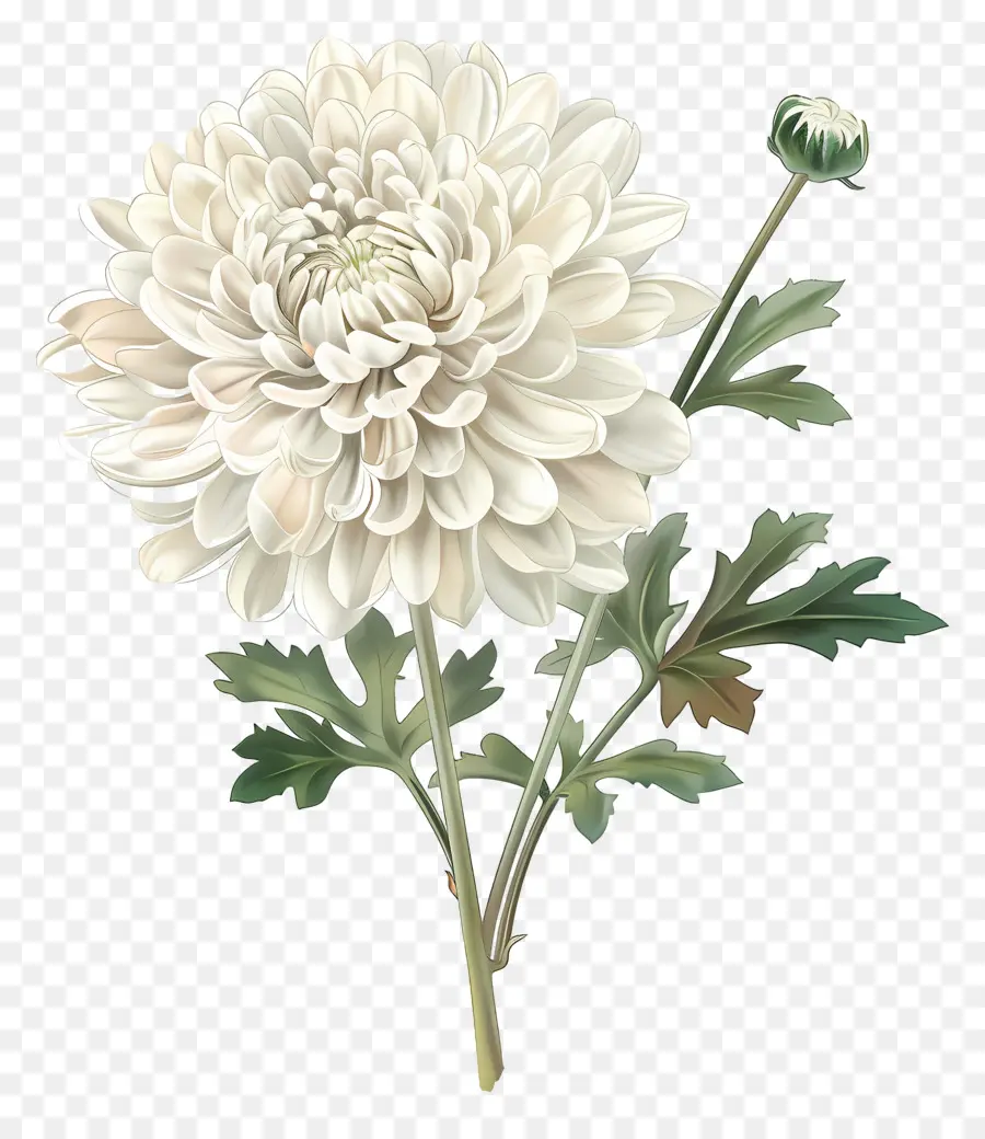 Blanc, Chrysanthème，Fleur Blanche PNG