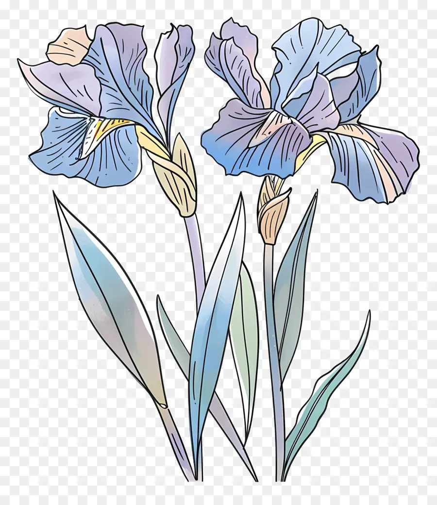 Iris Fleur，Fleur PNG