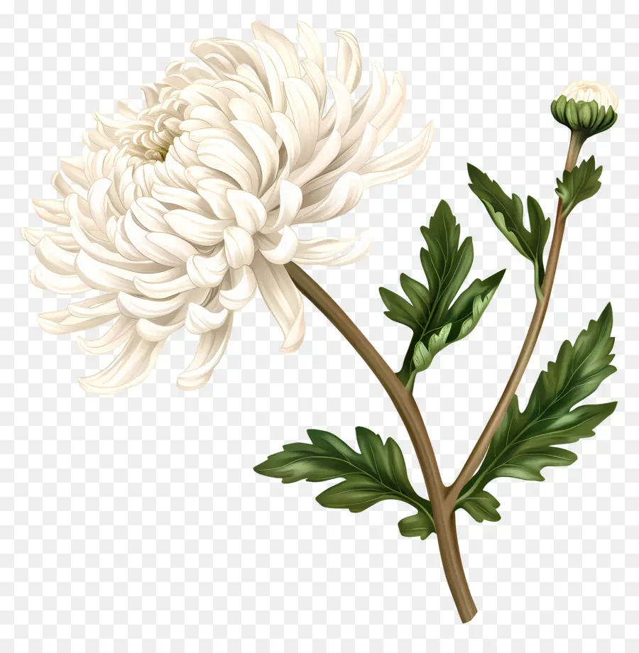 Chrysanthème Blanc，Chrysanthème PNG