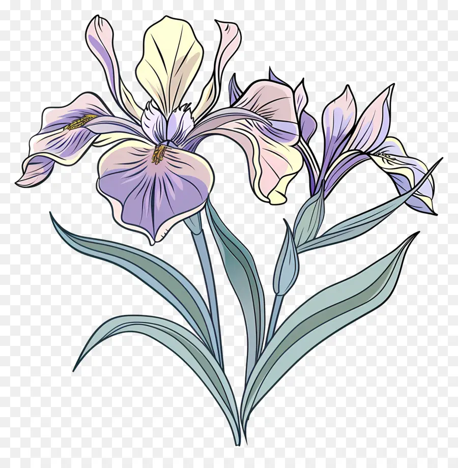 Iris Fleur，Fleur PNG