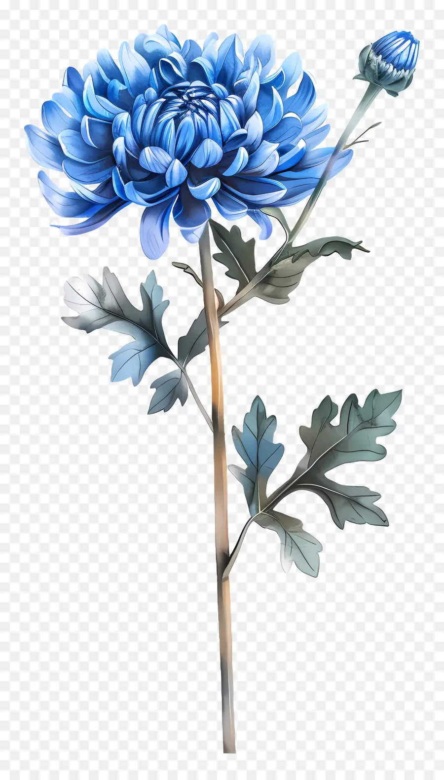 Chrysanthème Bleu，Pétales PNG