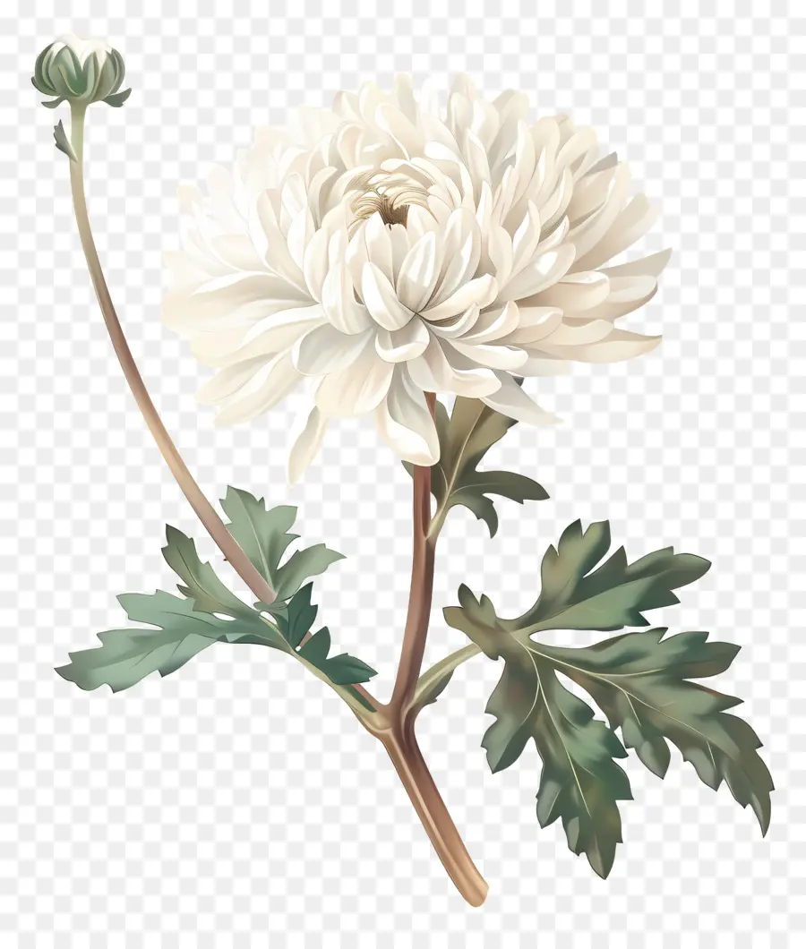 Chrysanthème Blanc，Chrysanthème PNG