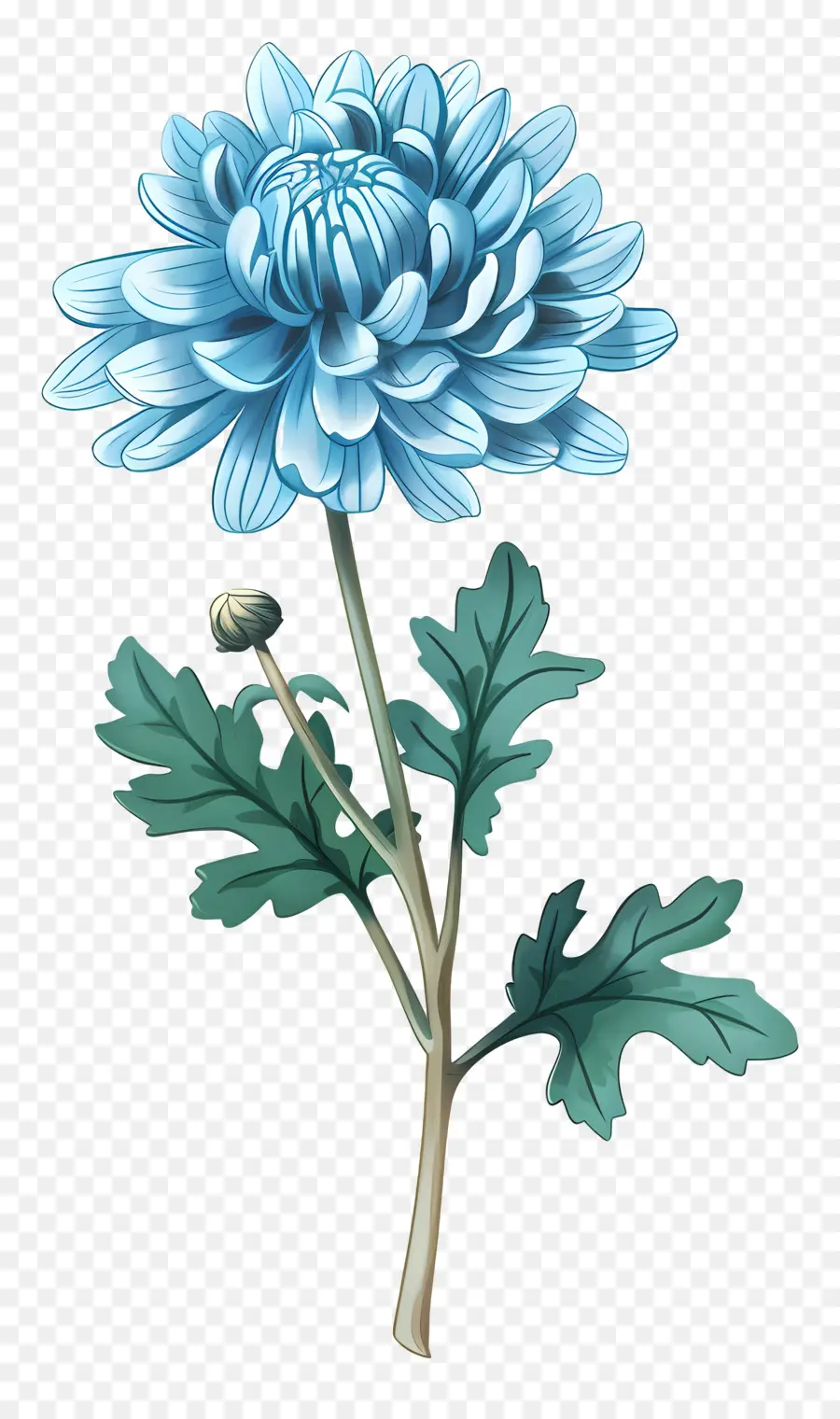 Chrysanthème Bleu，Tige PNG