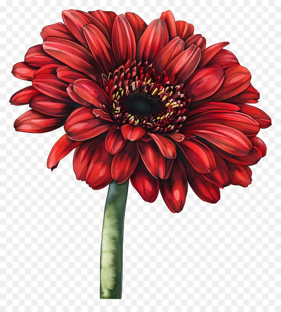 Gerbera Rouge，Fleur Rouge PNG