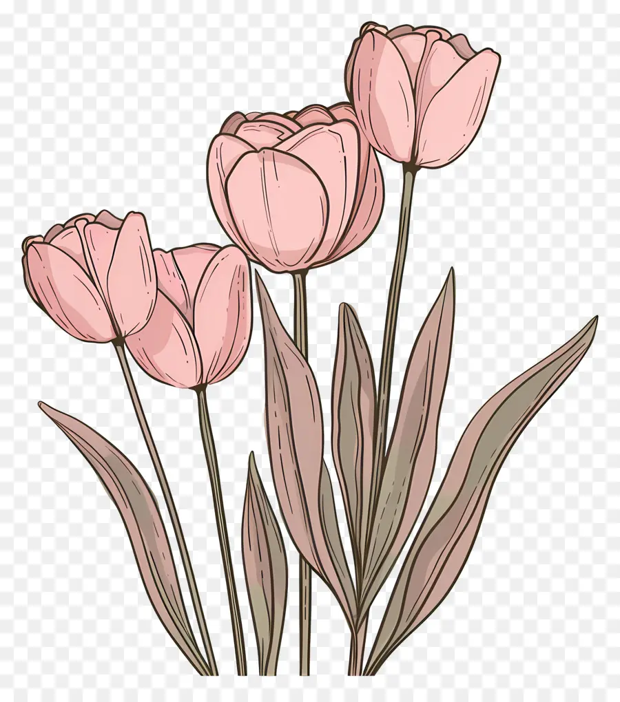 Tulipes Roses，Feuilles Vertes PNG