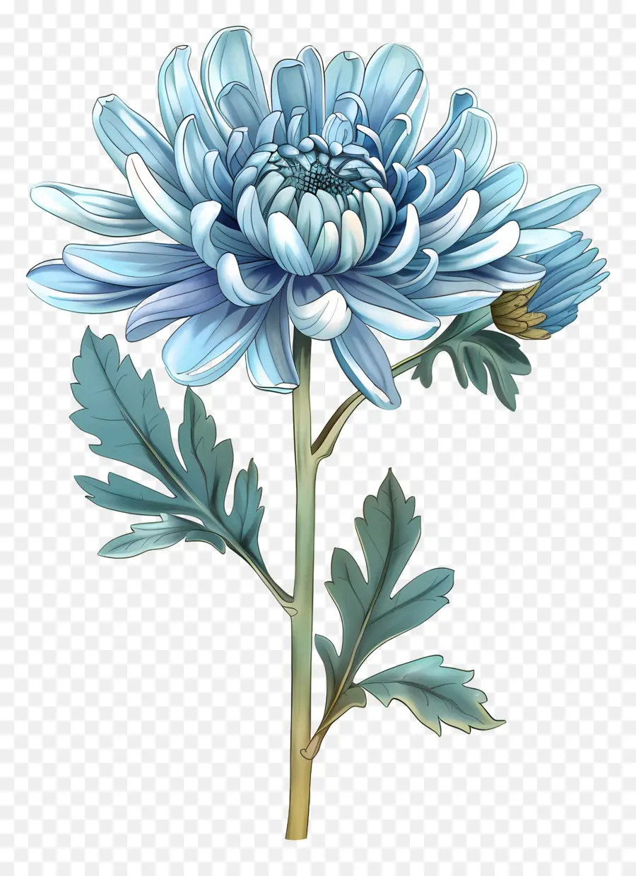 Bleu Chrysanthème，Tige PNG