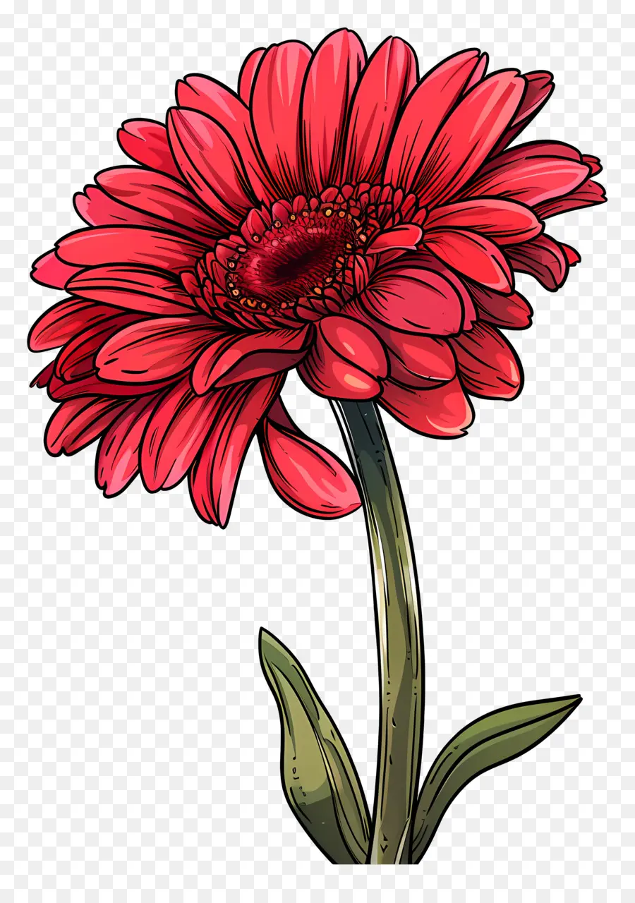 Gerbera Rouge，Fleur Rouge PNG