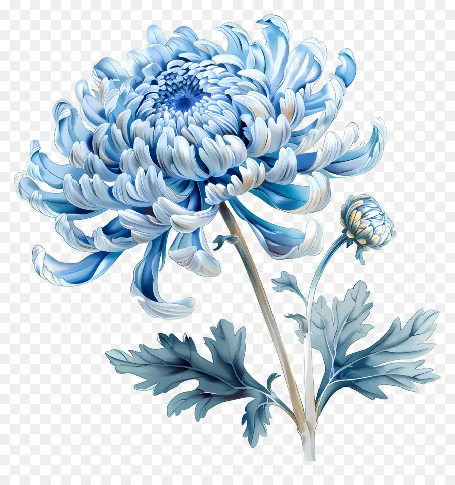 Chrysanthème Bleu，Tige PNG