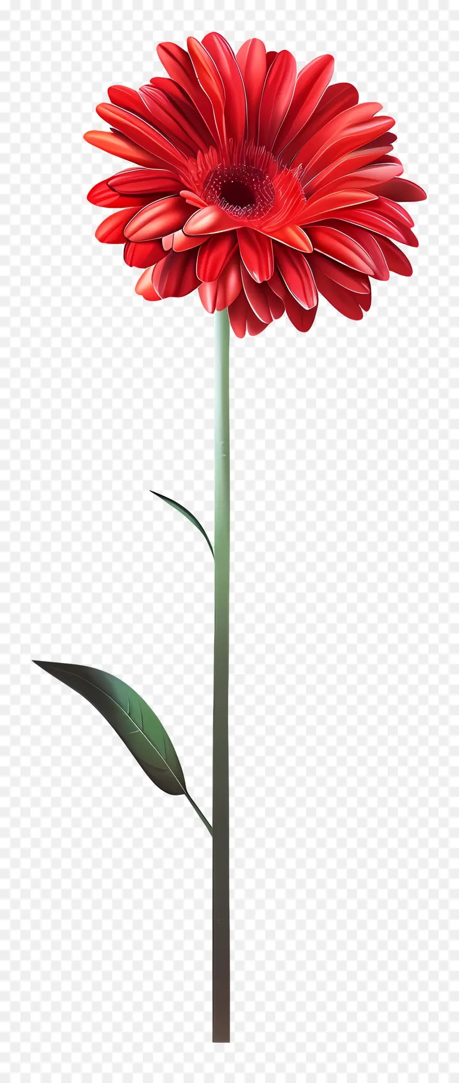 Gerbera Rouge，Fleur Rouge PNG