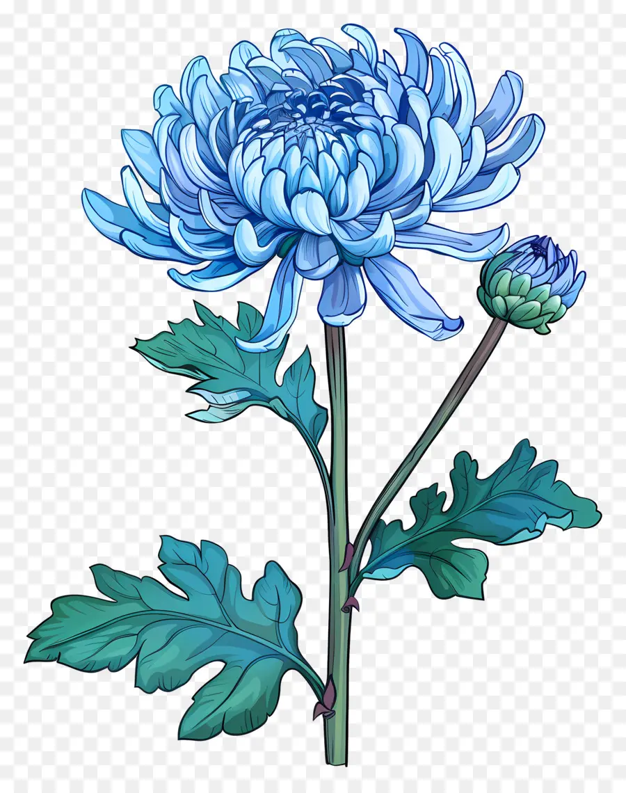 Bleu Chrysanthème，Tige PNG