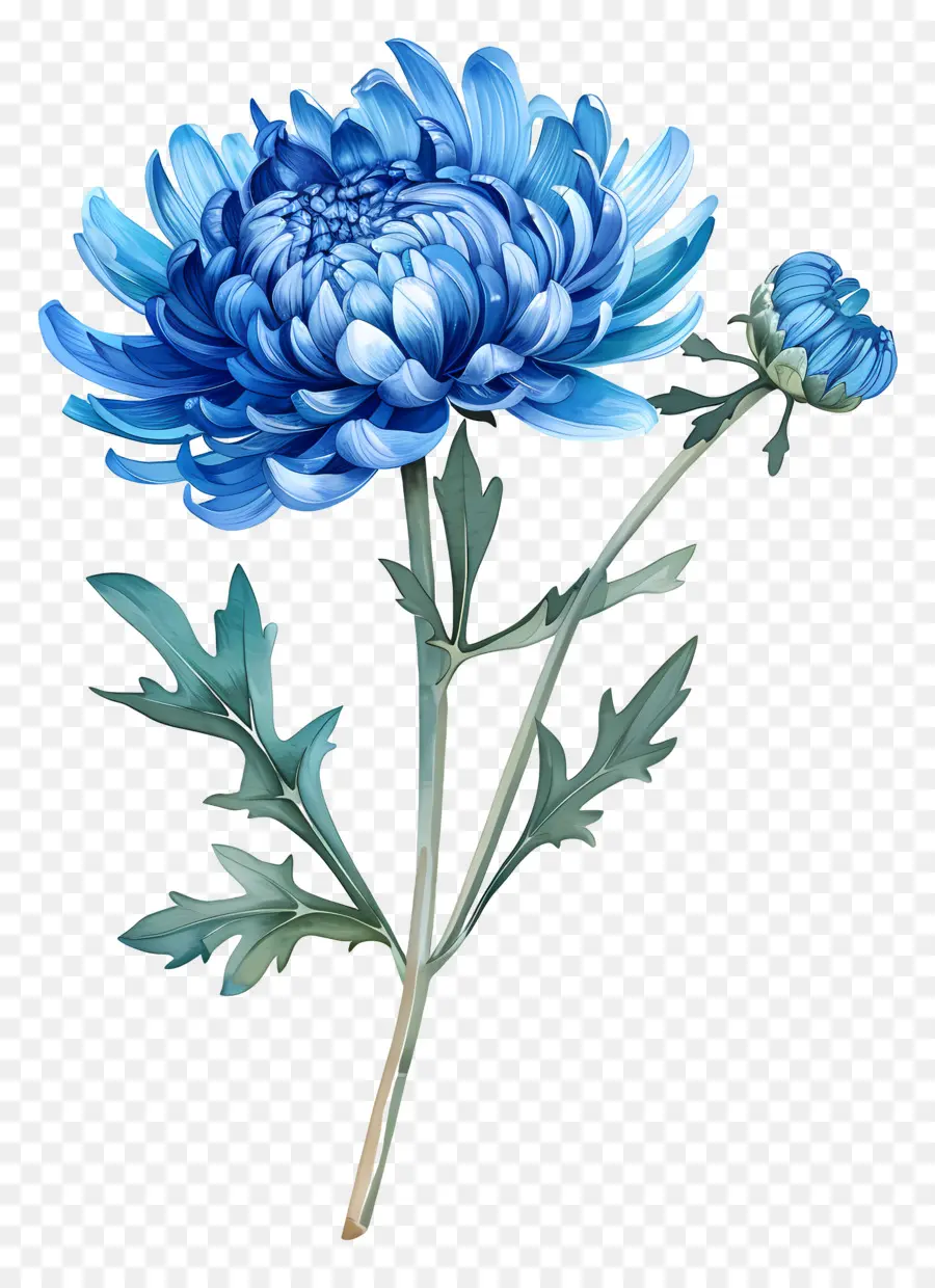 Bleu Chrysanthème，Tige PNG