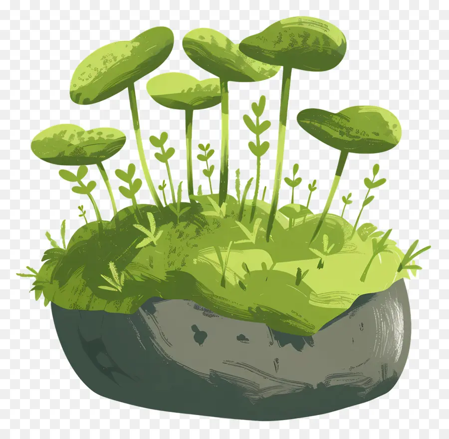 Plante De Mousse，Les Plantes PNG