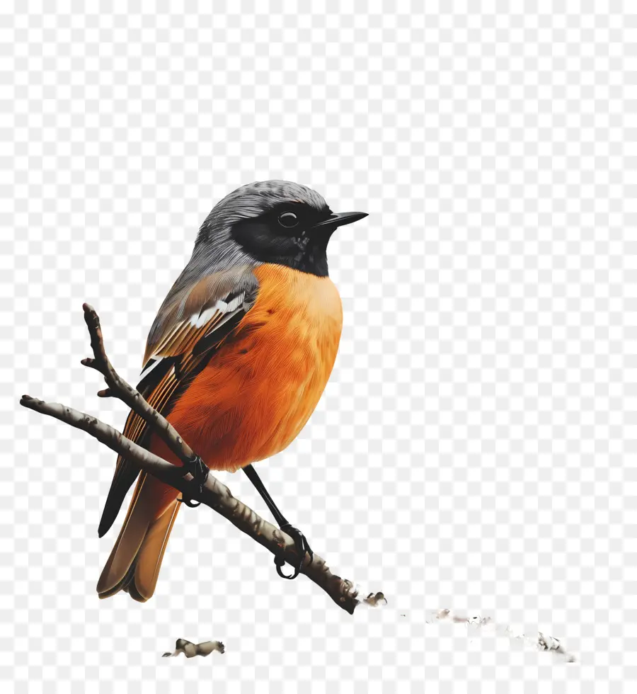 Oiseau，L'oiseau Sur La Branche PNG