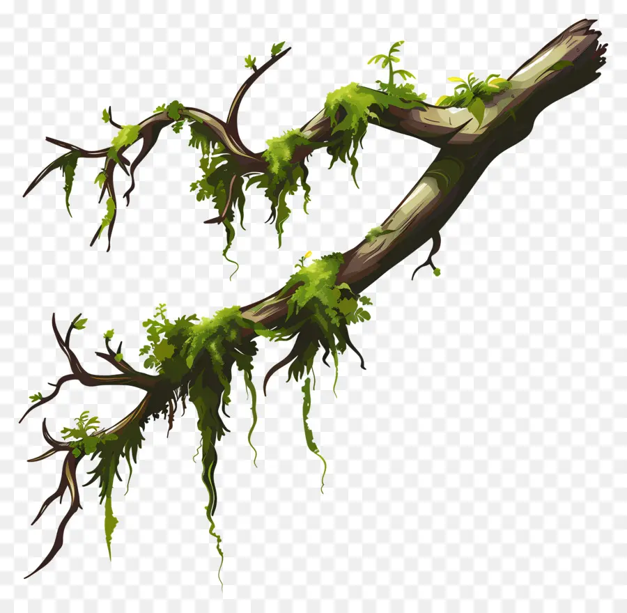 Mousse De Branche D'arbre，Branche D'arbre PNG