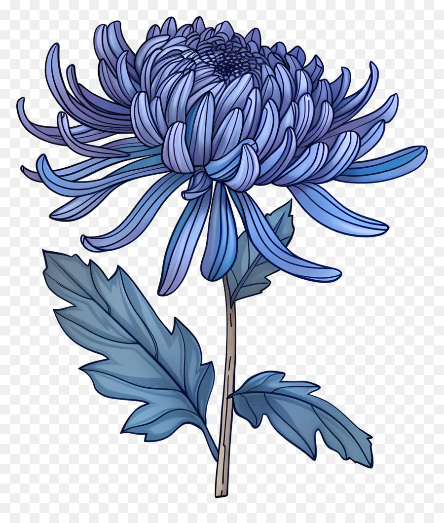 Bleu Chrysanthème，Tige PNG