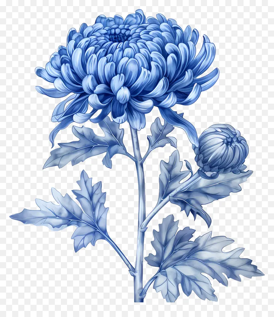 Bleu Chrysanthème，Tige PNG