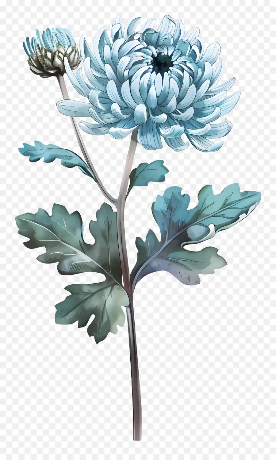 Chrysanthème Bleu，Tige PNG