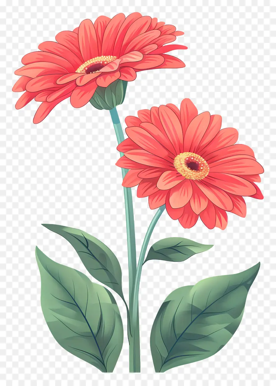 Gerbera Rouge，Marguerite PNG