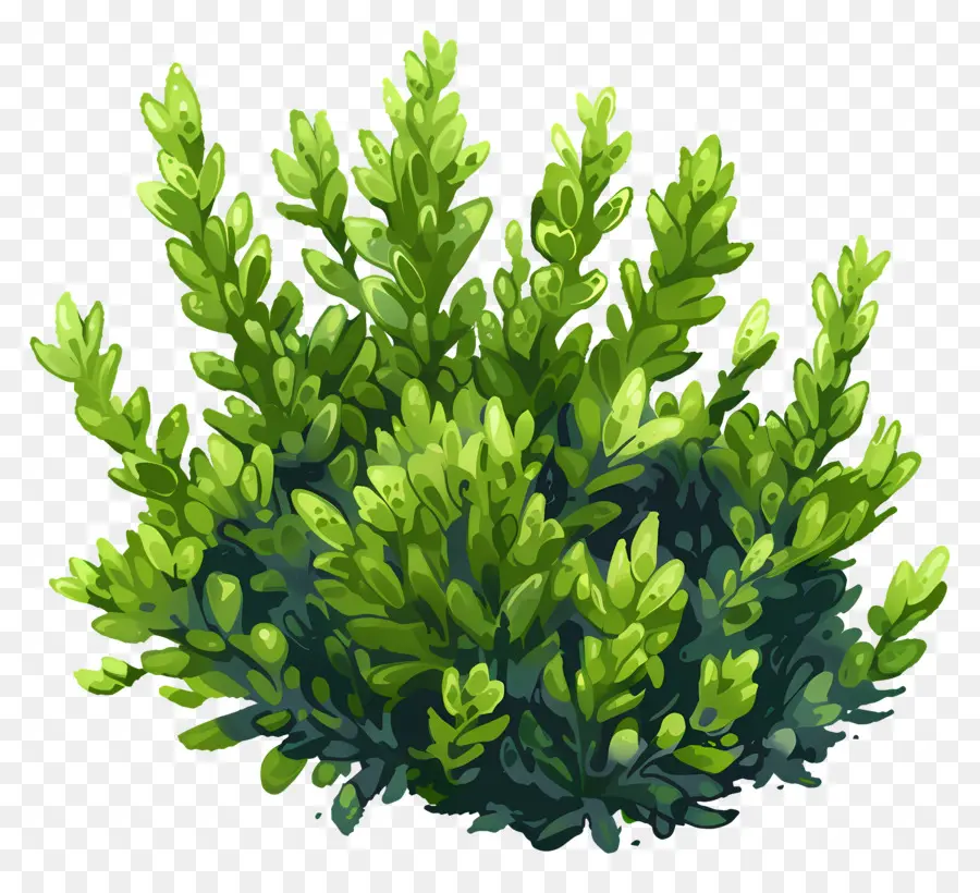 Plante à Mousse，Algue PNG