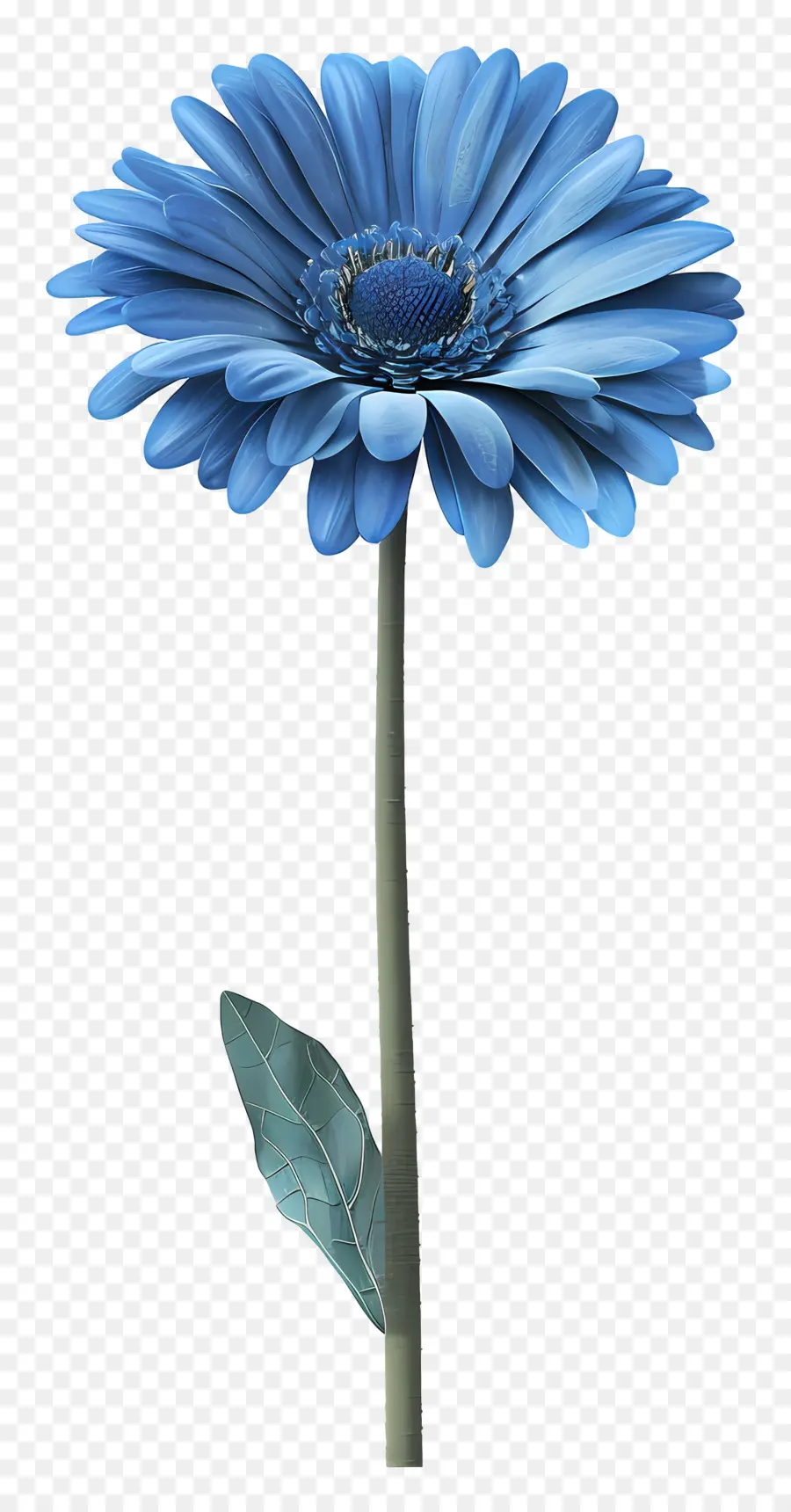 Blue Gerbera，Fleur Bleue PNG