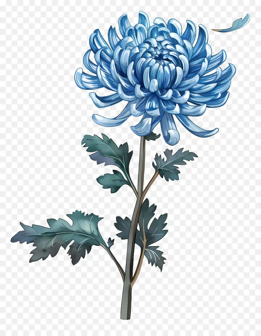 Bleu Chrysanthème，Tige PNG