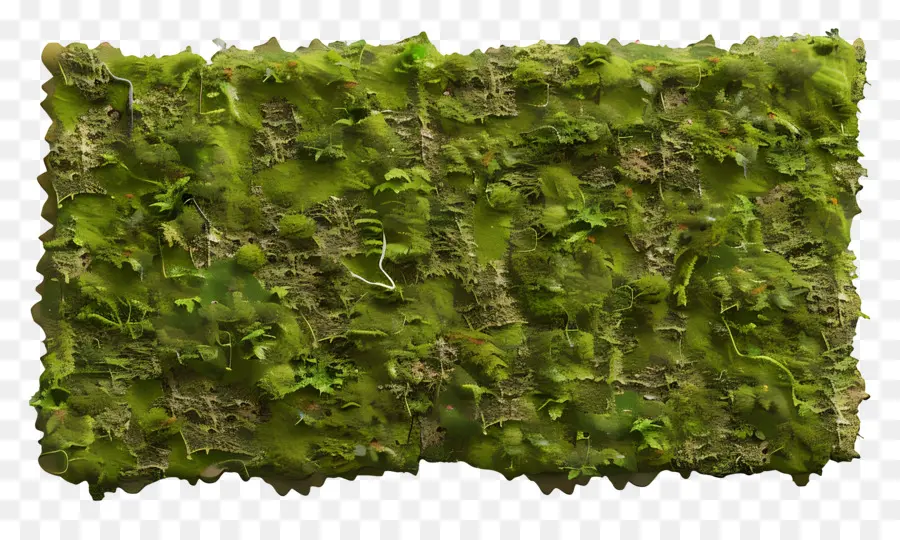 Mur De Mousse，Mousse Verte PNG