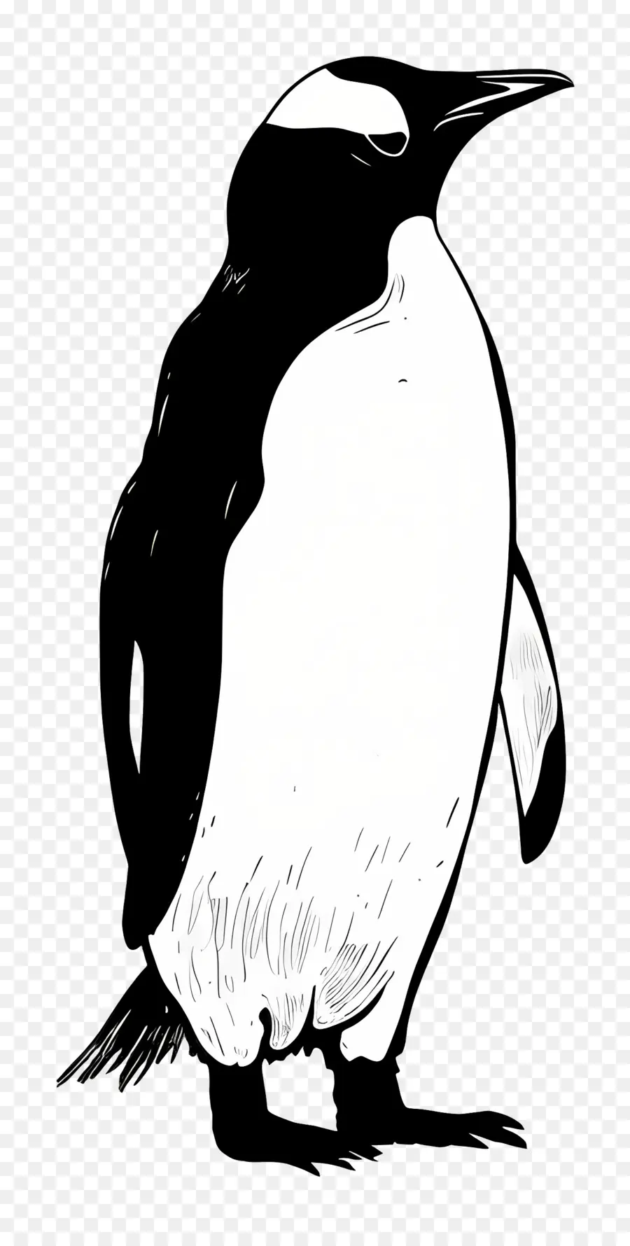 Manchot，Noir Et Blanc PNG